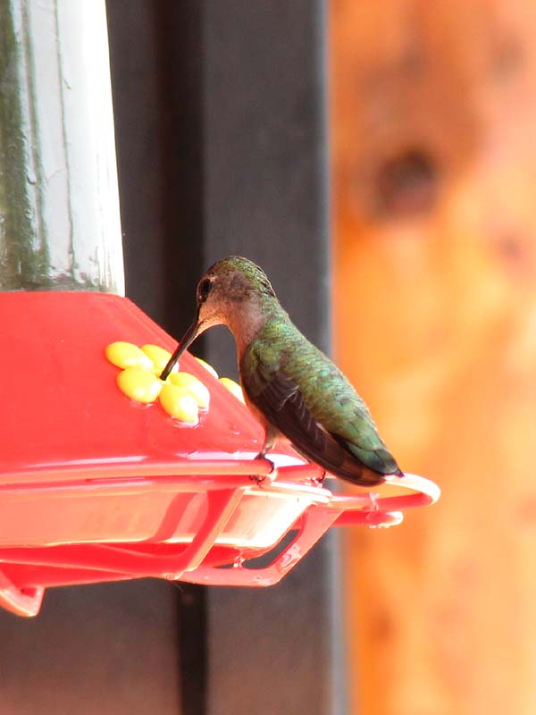 Monument Valley - Hummingbird